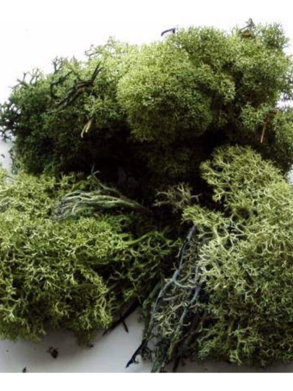 Iceland moss 25 g dark green