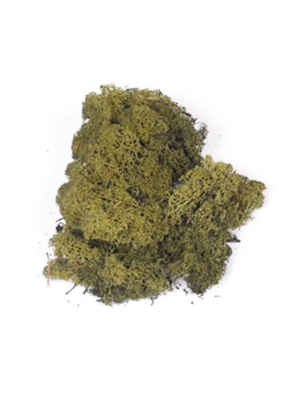 Iceland moss 1 kg dark green BULK