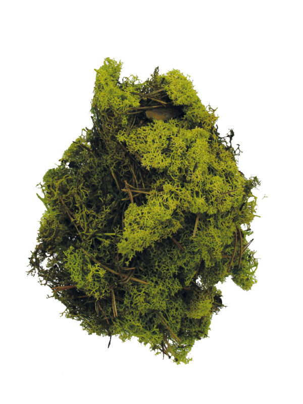 Iceland moss 1 kg light green